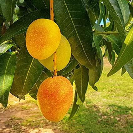 ambalanga fruit